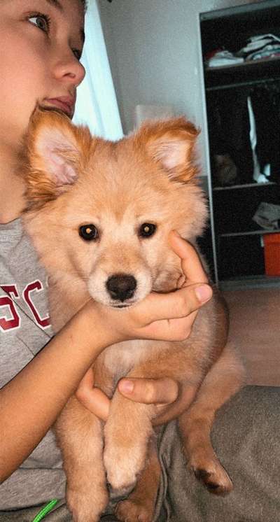 Welpen Bilder !-Beitrag-Bild