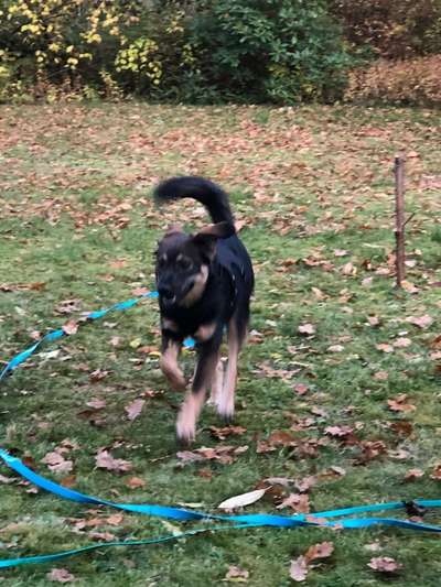 Mischlingshunde Foto Aufruf-Beitrag-Bild