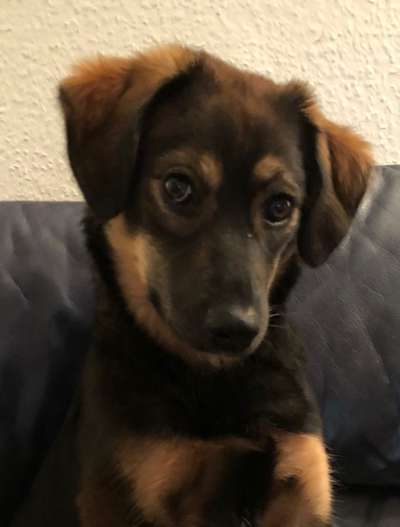 Dogorama Photo Challenge - Hundeblick zum hinschmelzen-Beitrag-Bild