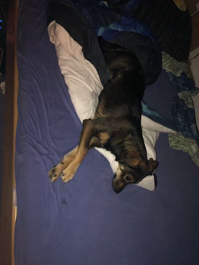 Darf der Hund bei Euch im Bett schlafen?-Beitrag-Bild