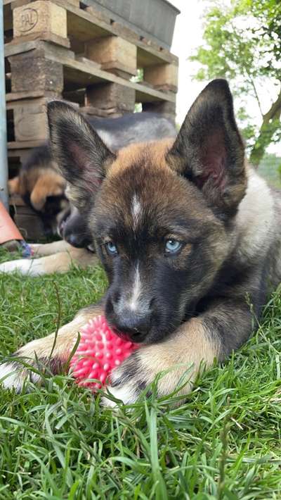 Welpen Panik?-Beitrag-Bild