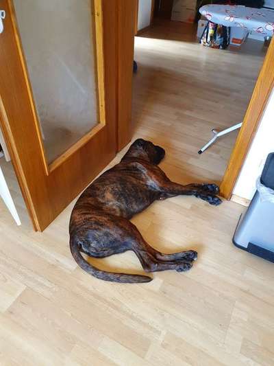 Gestromte fellnasen-Beitrag-Bild