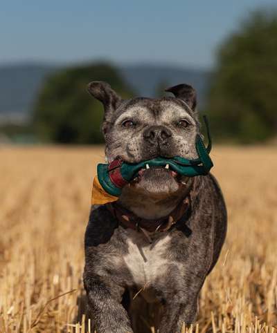 Hundetreffen-Seniorentreffen im Gäu-Bild
