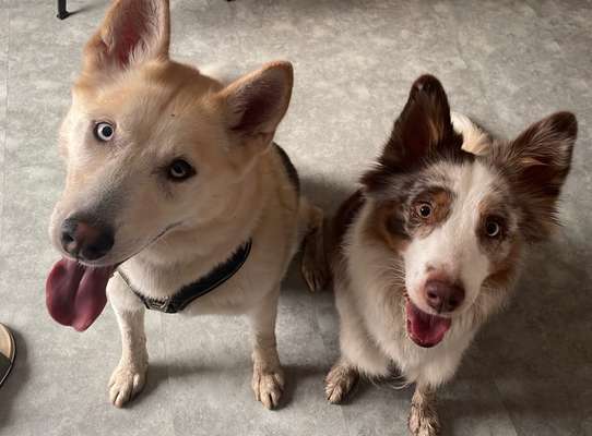 Hundetreffen-Training/Spielen-Bild