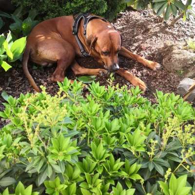 Rhodesian Ridgeback-Beitrag-Bild