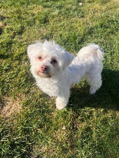 Hundetreffen-Spielrunde-Bild