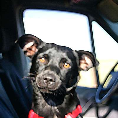 Hundetreffen-Gassi und Spie-Bild