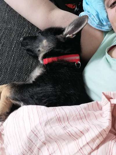 Welpen Bilder !-Beitrag-Bild