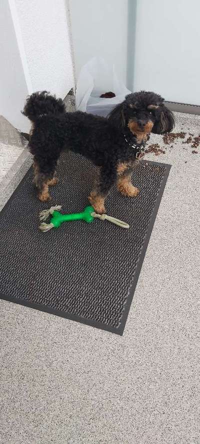 Zeigt her eure Pudel und Pudelmischlinge (:-Beitrag-Bild