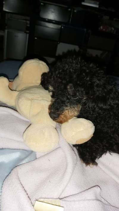 Dein Hund im Dogorama-Kalender 2021-Beitrag-Bild