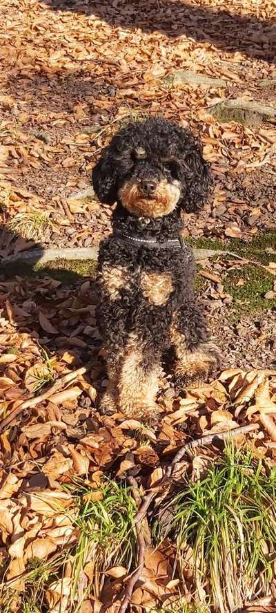 Dein Hund im Dogorama-Kalender 2021-Beitrag-Bild