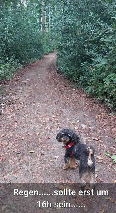 Alles rund um den Pudel-Beitrag-Bild