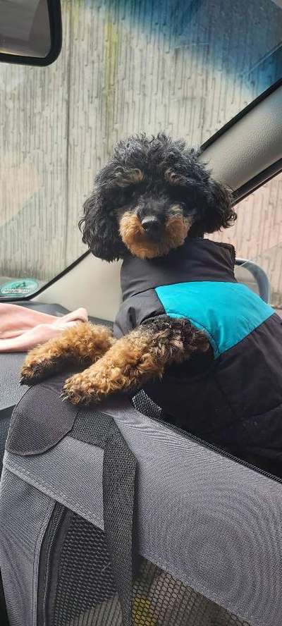 Fotos &Collagen: Beobachtungsposten-Beitrag-Bild