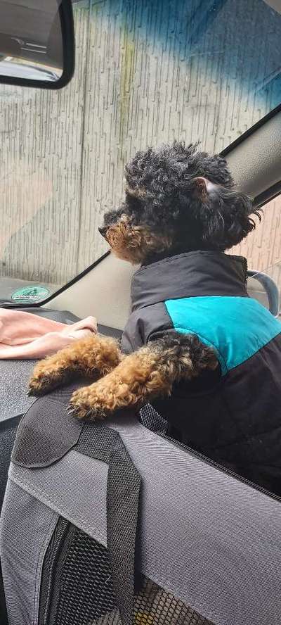 Fotos &Collagen: Beobachtungsposten-Beitrag-Bild