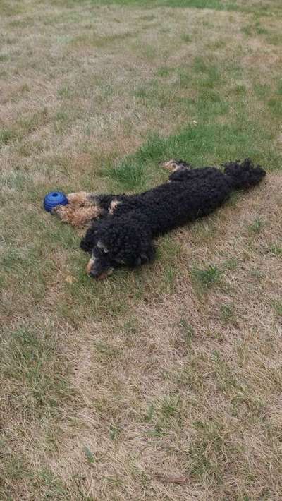 Dein Hund im Dogorama-Kalender 2021-Beitrag-Bild