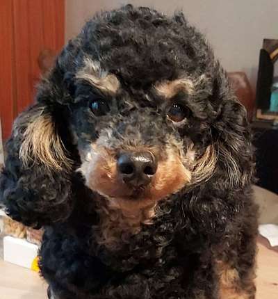 Dein Hund im Dogorama-Kalender 2021-Beitrag-Bild