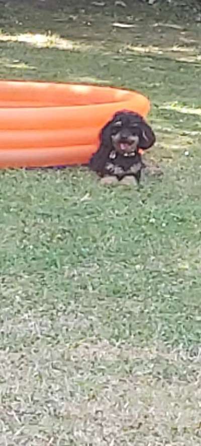 Alles rund um den Pudel-Beitrag-Bild