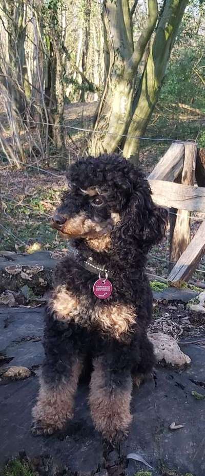 Dein Hund im Dogorama-Kalender 2021-Beitrag-Bild