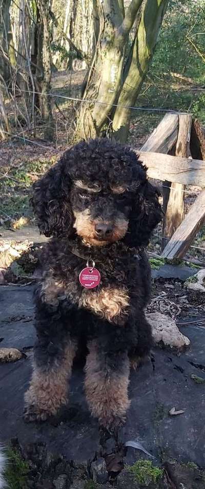 Dein Hund im Dogorama-Kalender 2021-Beitrag-Bild