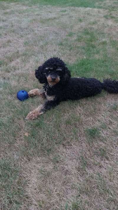 Dein Hund im Dogorama-Kalender 2021-Beitrag-Bild