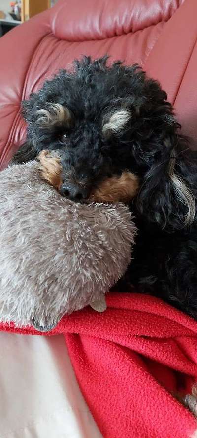 Alles rund um den Pudel-Beitrag-Bild