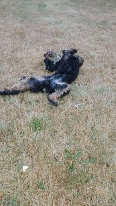 Dein Hund im Dogorama-Kalender 2021-Beitrag-Bild