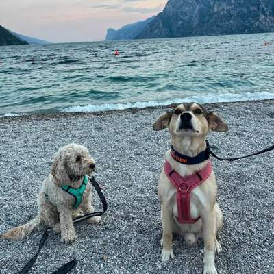 Hundetreffen-Trainingspartner-Bild