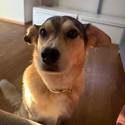 Hundetreffen-Suche Pöbelhunde!