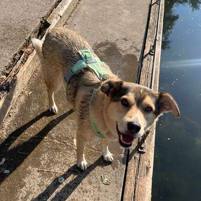Hundetreffen-Trainingspartner gesucht-Bild