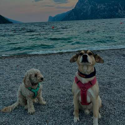Hundetreffen-Trainingspartner-Bild