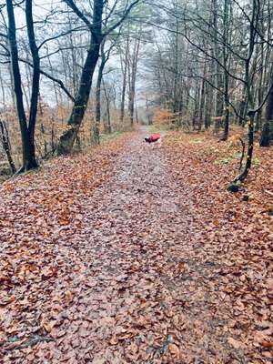 Hundeauslaufgebiet-Neuklostersee-Bild