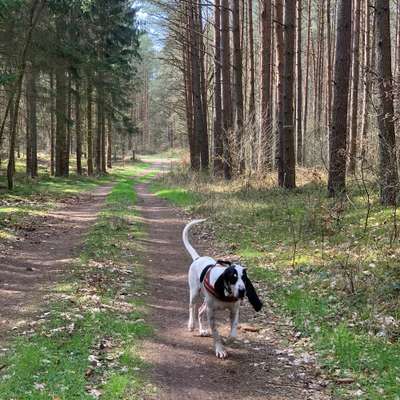 Hundetreffen-Gassi oder Spielrund nach Absprache-Bild