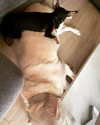 Wo sind die Zwergpinscher?-Beitrag-Bild