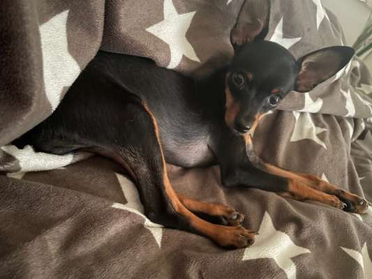 Wo sind die Zwergpinscher?-Beitrag-Bild