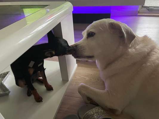 Wo sind die Zwergpinscher?-Beitrag-Bild