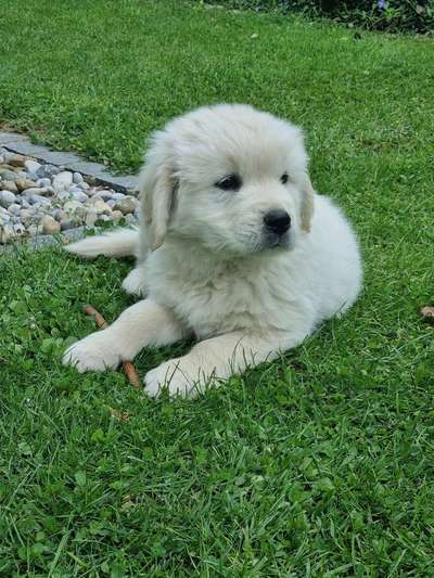 Hundetreffen-Welpen 