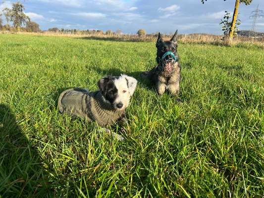 Hundetreffen-SocialWalks in und um Göttingen-Bild