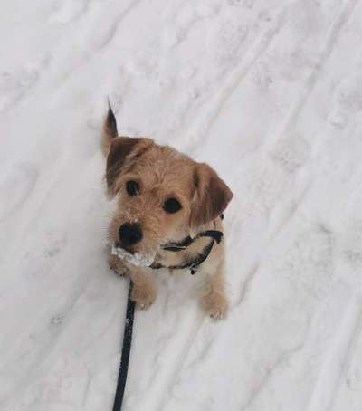 Postet das beste Foto von euren 4 beinern-Beitrag-Bild