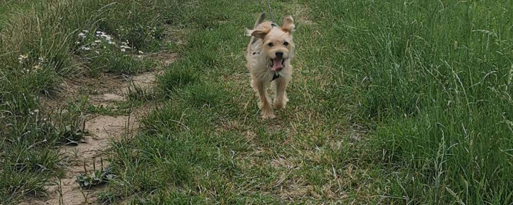 Fotochallenge 66 ~ Rennaction -Zeig deinen Hund im Lauf-Beitrag-Bild