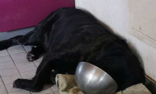 Postet das beste Foto von euren 4 beinern-Beitrag-Bild