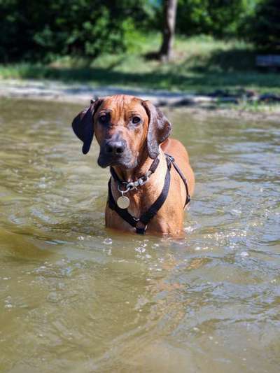 Rhodesian Ridgeback-Beitrag-Bild