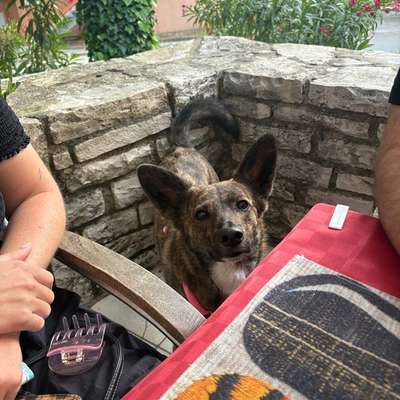 Hundetreffen-Suche Fellnasen zum Toben-Bild