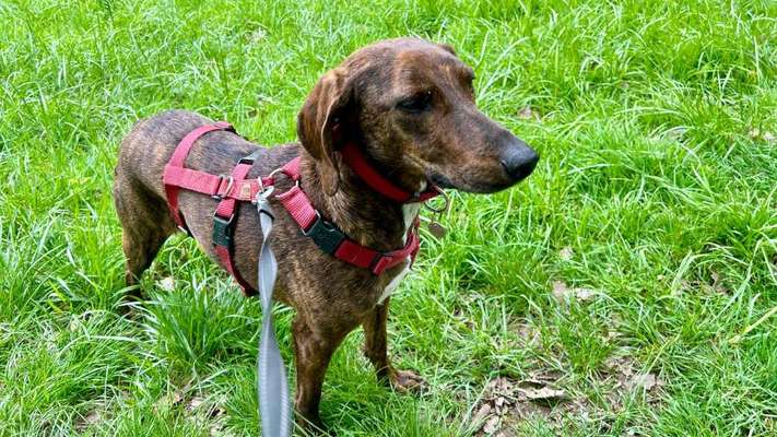 Hundetreffen-Gemeinsames spazieren gehen und üben-Bild