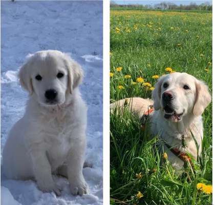 Vom Welpen zum Hund-Beitrag-Bild