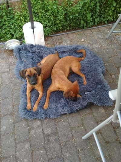 Hundetreffen-Treffen und Gassi gehen im Raum Schiffweiler, Landsweiler, Bildstock-Bild