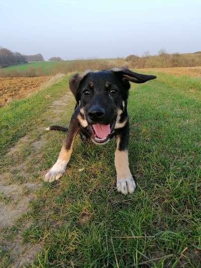 Fotochallenge No. 26                                     Wald und Wiese-Beitrag-Bild