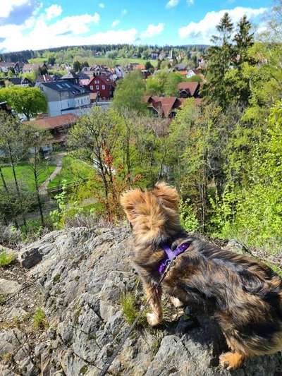 Die Dogorama Monats Challenge "Es grünt und blüht"-Beitrag-Bild