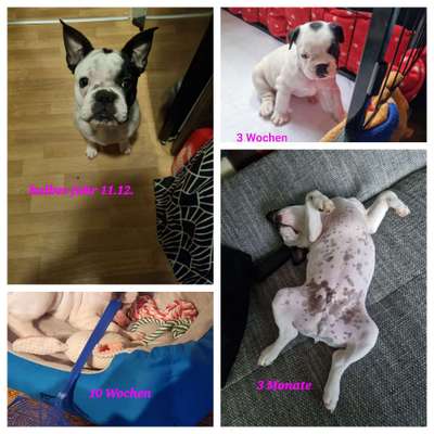 Welpenfotos-Beitrag-Bild