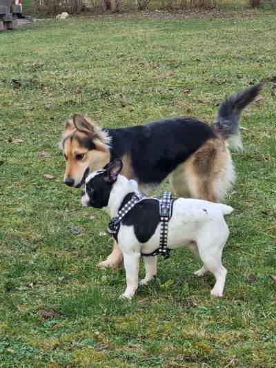 Dogorama Photo Challenge - Die besten Hundebuddys-Beitrag-Bild