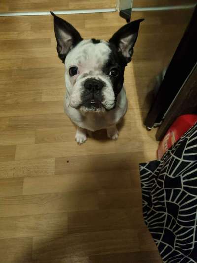 Die besten Hundeblicke 🐾❤️-Beitrag-Bild